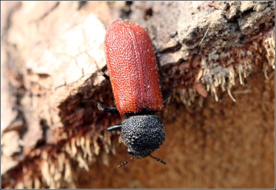 Bostrichus capucinus - piros csuklyásszú