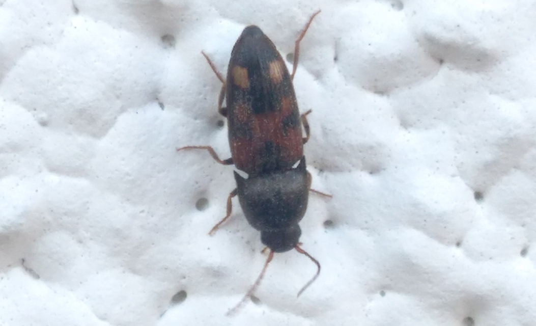 Drasterius bimaculatus - változékony pattanó