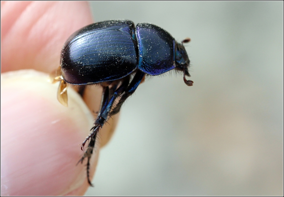 Anoplotrupes stercorosus - erdei álganéjtúró