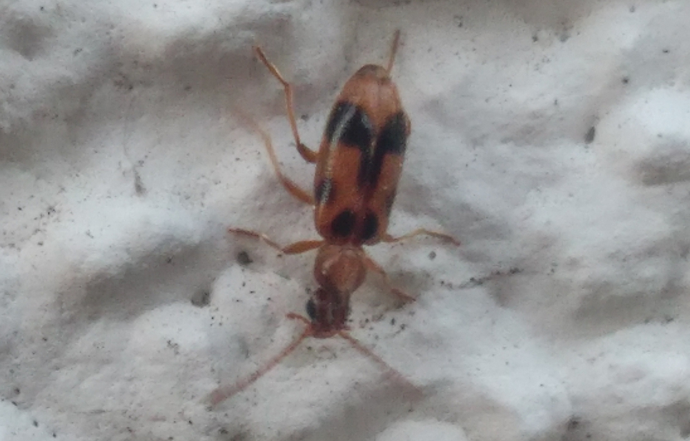 Notoxus monoceros - sárgahasú nyakszarvúbogár