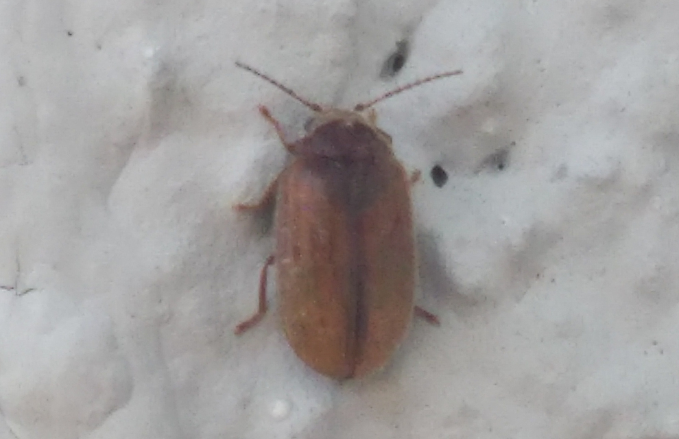 Scirtidae - rétbogárfélék