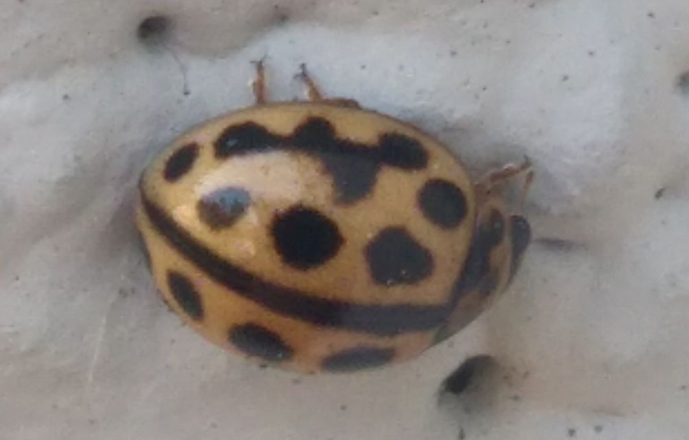 Tytthaspis sedecimpunctata - tizenhatpettyes katica
