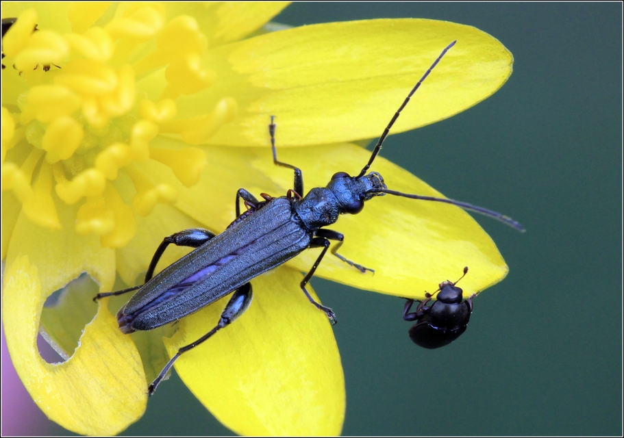 Oedemera