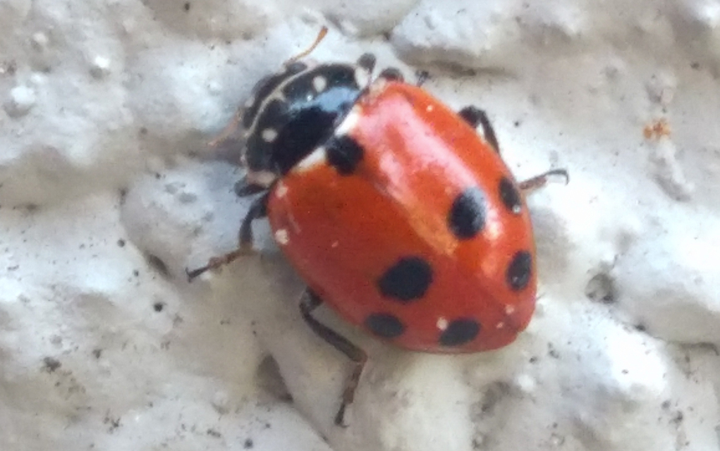 Hippodamia variegata - tizenhárompettyes katica