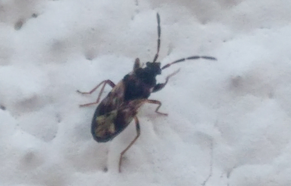 Scolopostethus