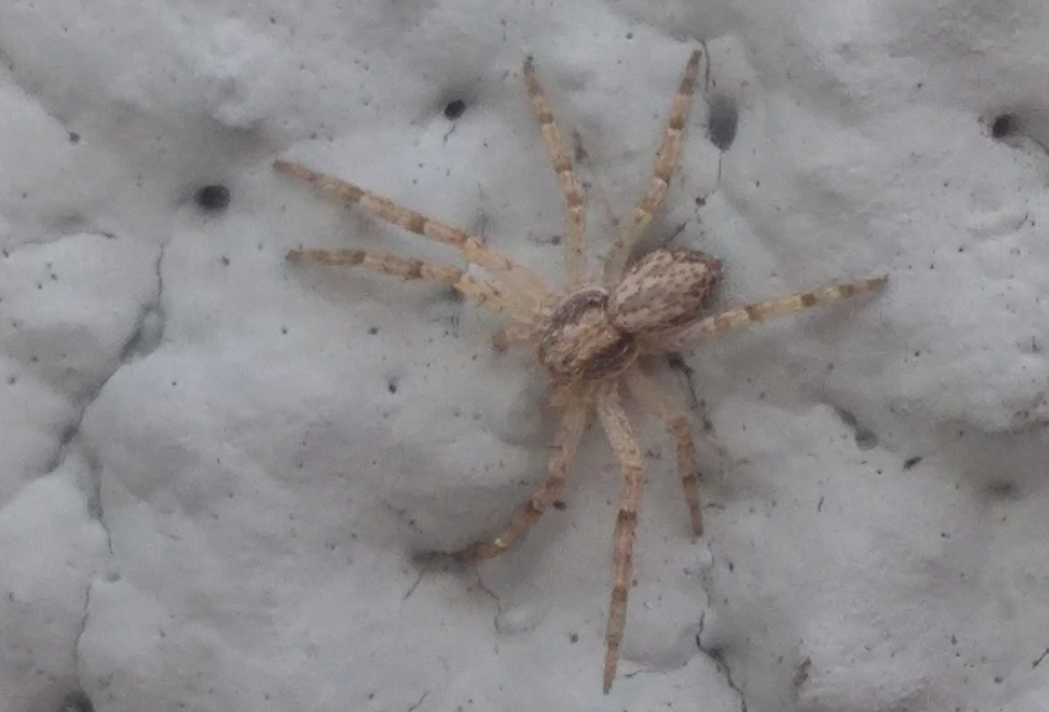 Philodromus