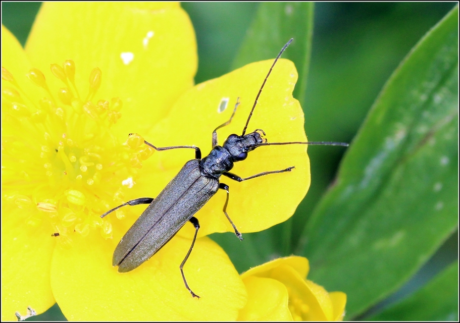 Oedemera