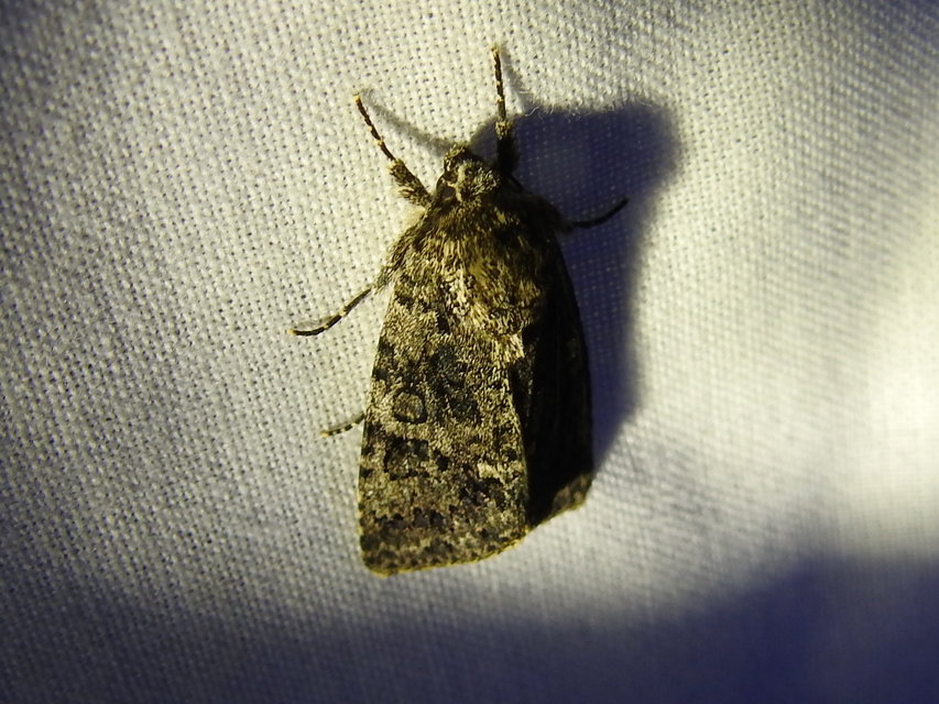 Acronicta rumicis - sóska-szigonyosbagoly
