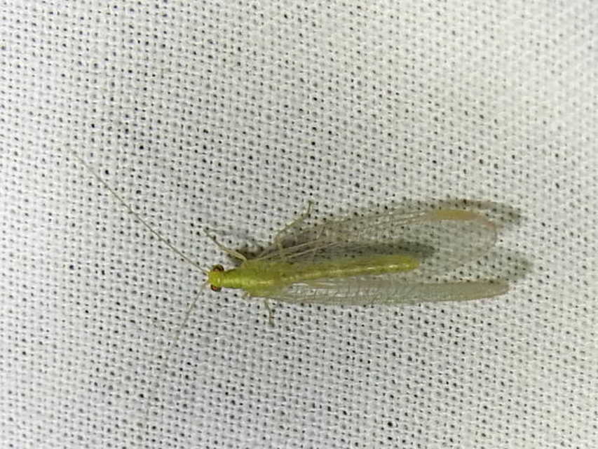 Chrysopidae - zöldfátyolkák