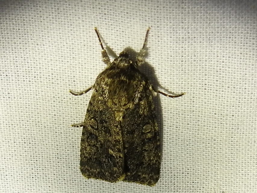 Acronicta rumicis - sóska-szigonyosbagoly