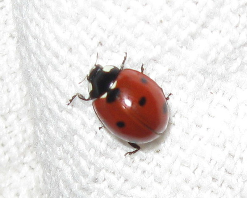 Coccinella septempunctata - hétpettyes katica