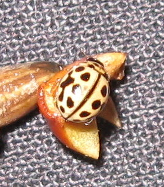 Tytthaspis sedecimpunctata - tizenhatpettyes katica
