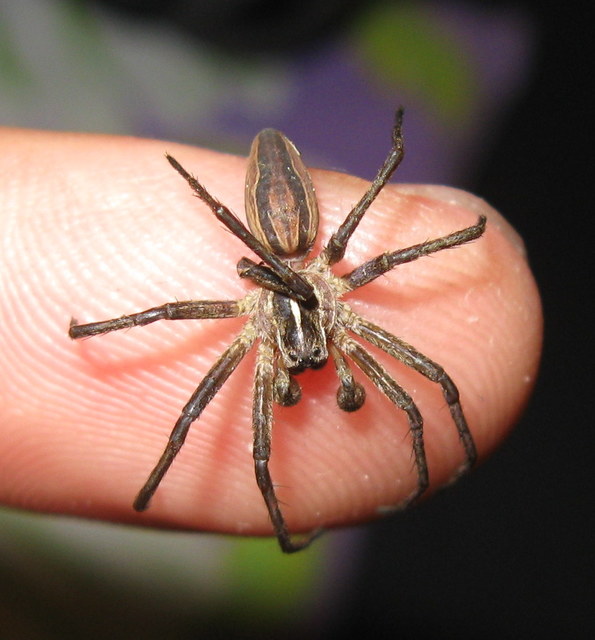 Pisaura mirabilis - csodáspók