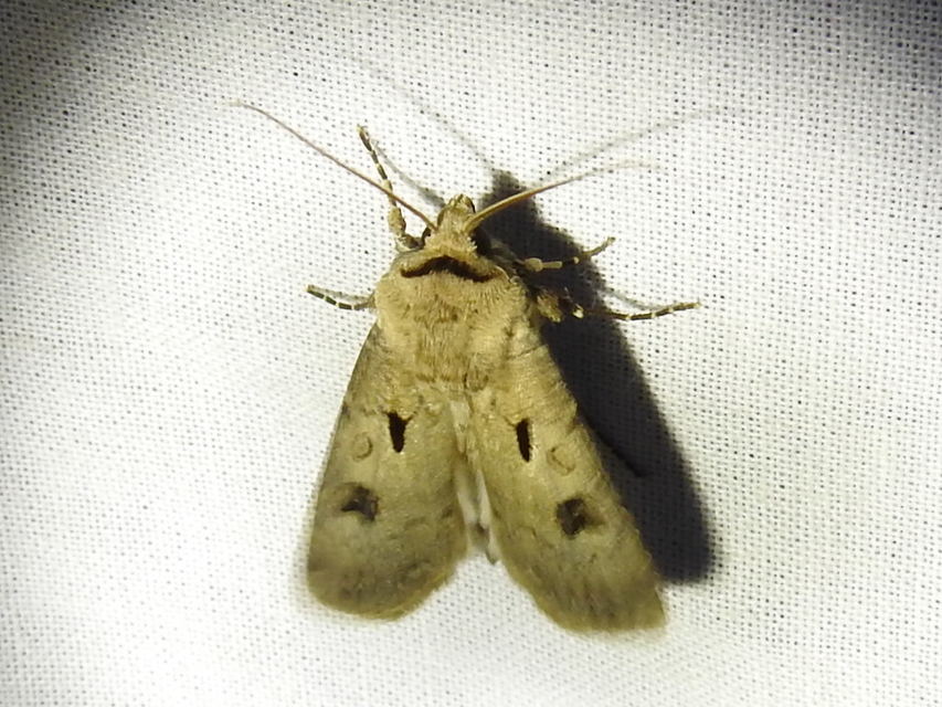 Agrotis exclamationis - felkiáltójeles földibagoly