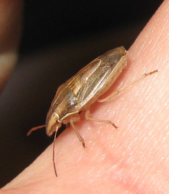 Aelia acuminata - közönséges szipolypoloska Aelia acuminata - közönséges szipolypoloska