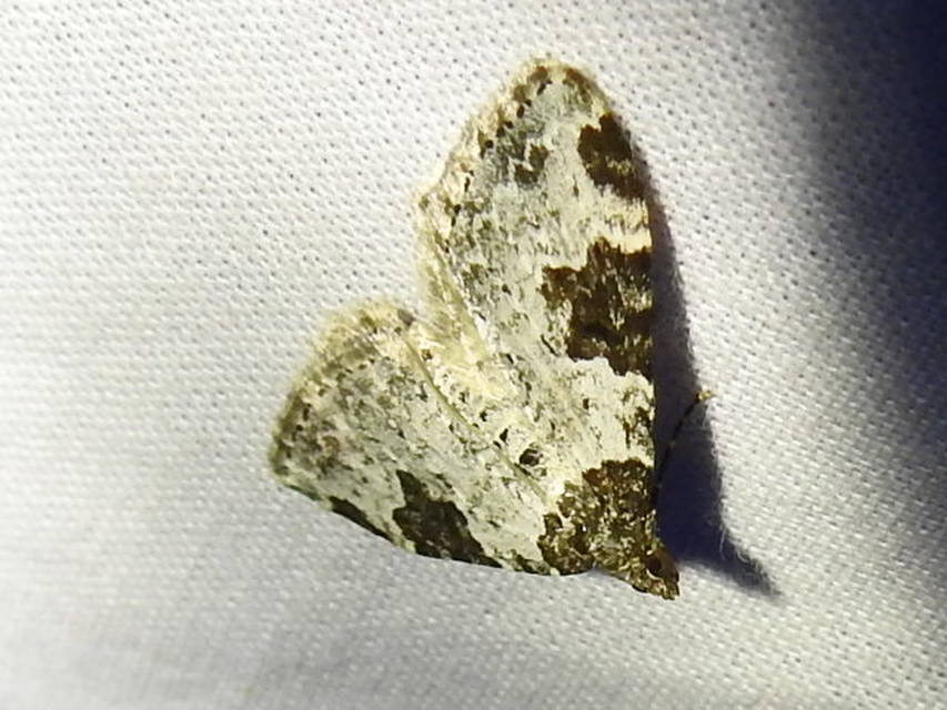 Xanthorhoe fluctuata - közönséges tarkaaraszoló