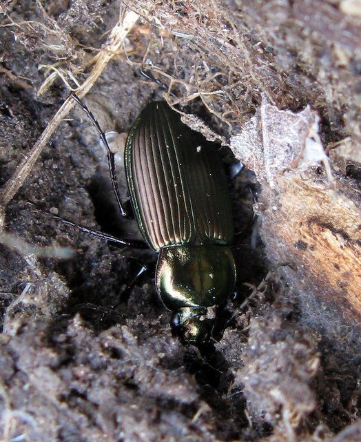 Poecilus cupreus - rezes gyászfutó