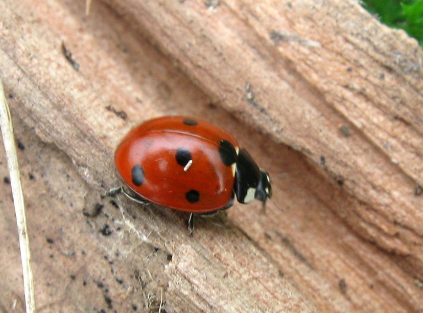 Coccinella septempunctata - hétpettyes katica