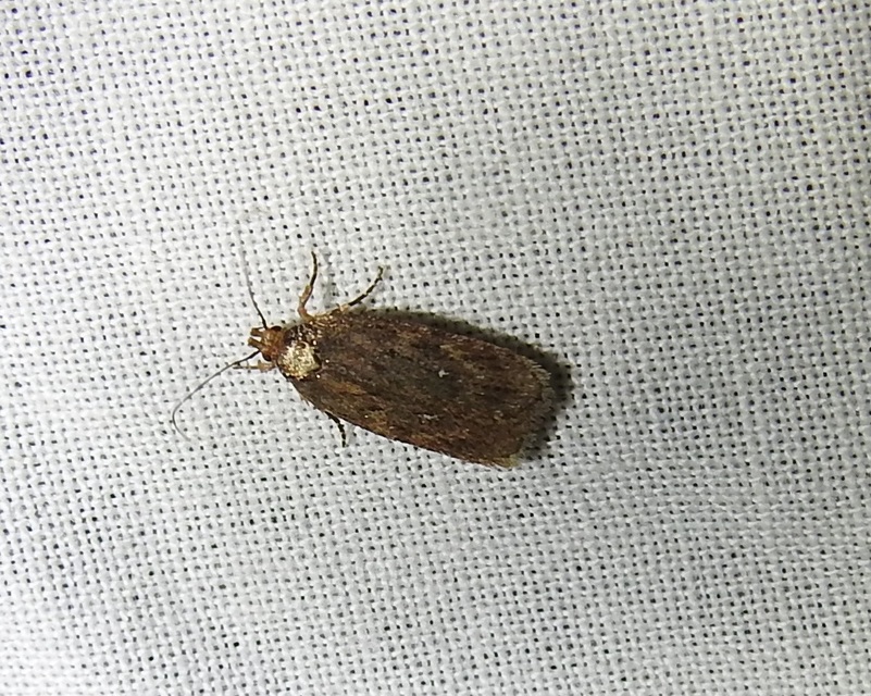Agonopterix