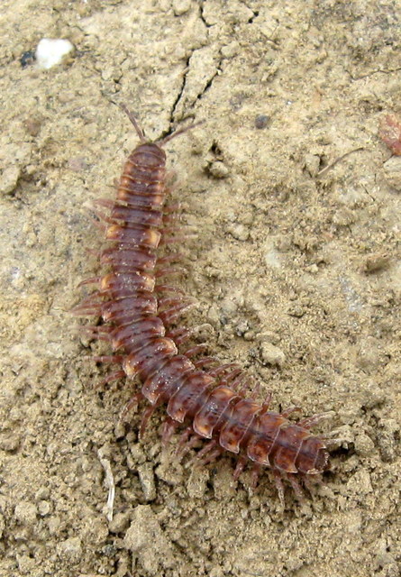 Polydesmidae