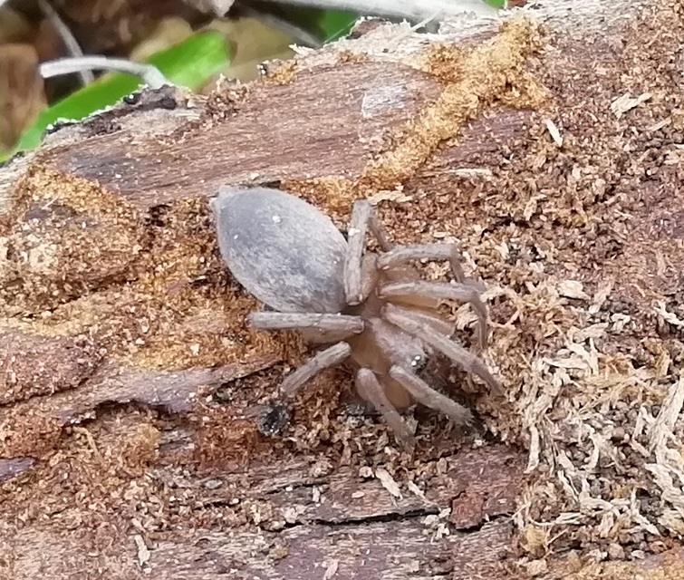 Gnaphosidae - kövipókok