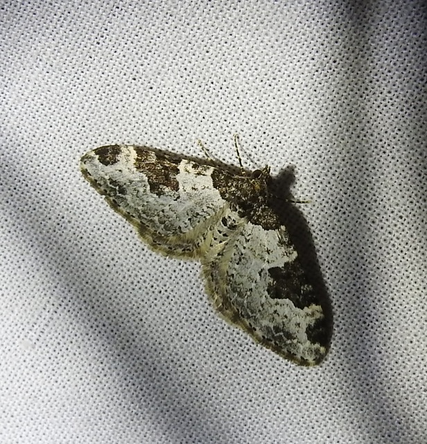 Xanthorhoe fluctuata - közönséges tarkaaraszoló