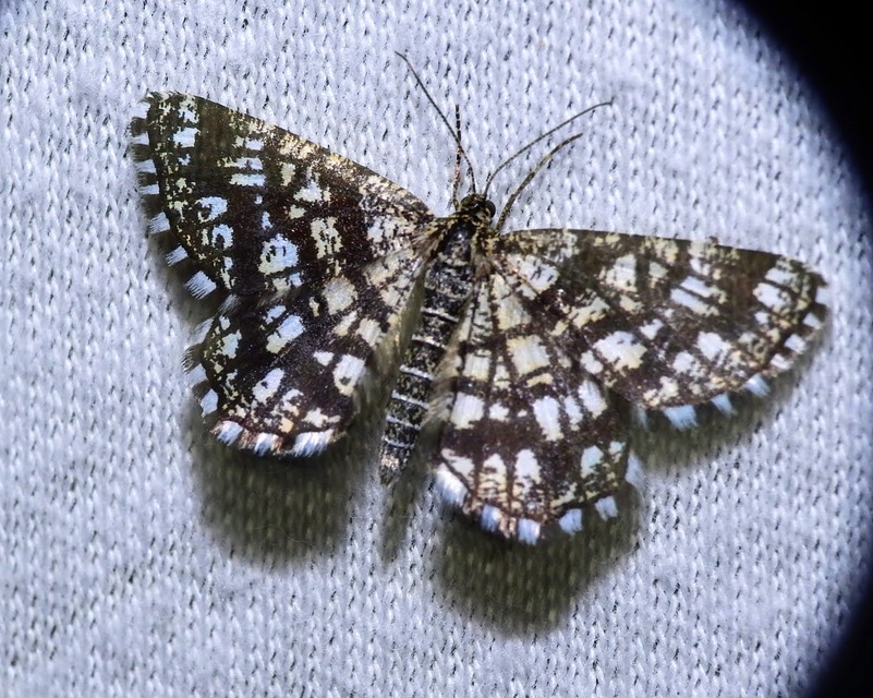 Chiasmia clathrata - rácsos rétiaraszoló