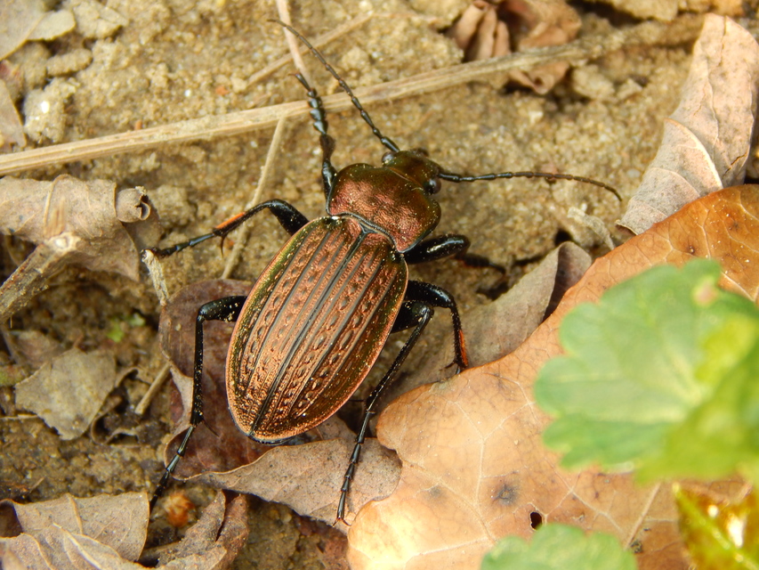 Carabus ulrichii - rezes futrinka