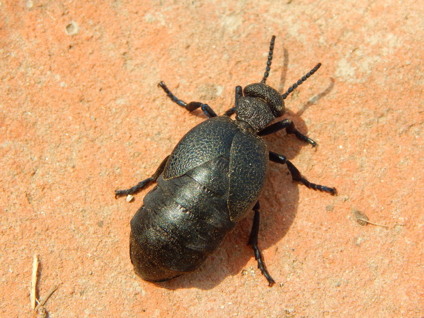 Meloe cicatricosus - óriásnünüke