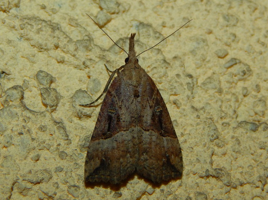 Hypena rostralis - közönséges karcsúbagoly