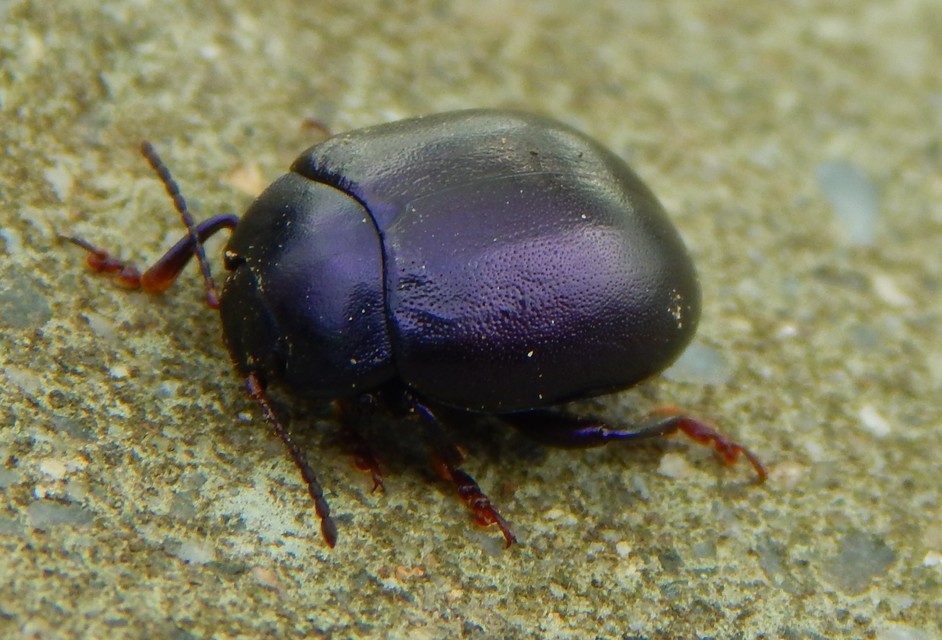 Chrysolina sturmi - vöröslábú levelész