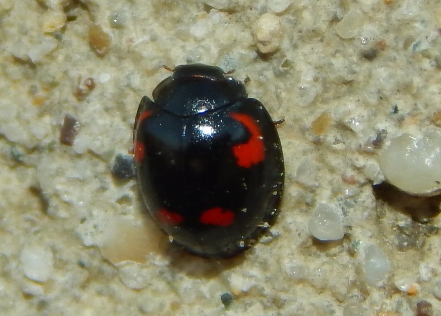 Exochomus quadripustulatus - négyfoltos szerecsenkata