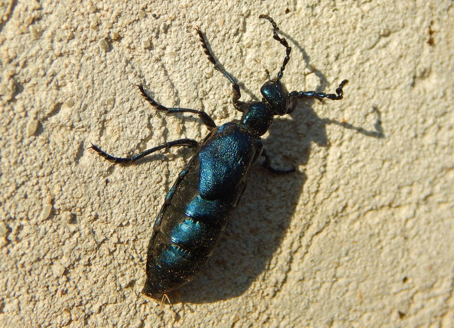 Meloe violaceus - kék nünüke