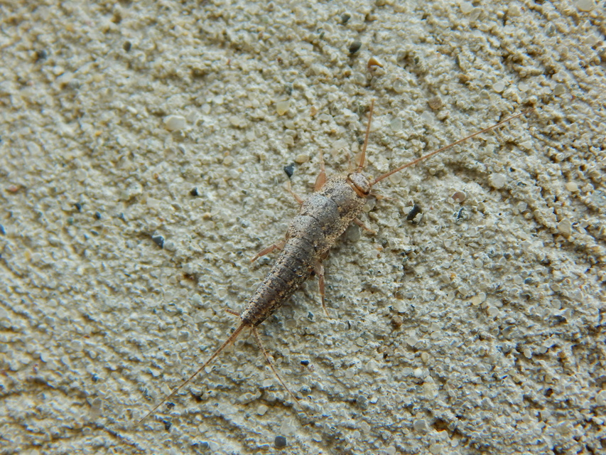 Zygentoma - Pikkelykék