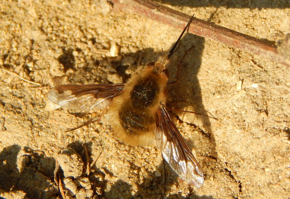 Bombylius major - szegélyes pöszörlégy