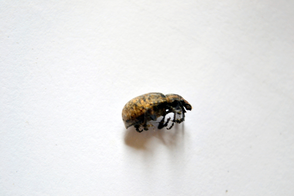 Liophloeus tessulatus - kockás barabolyormányos