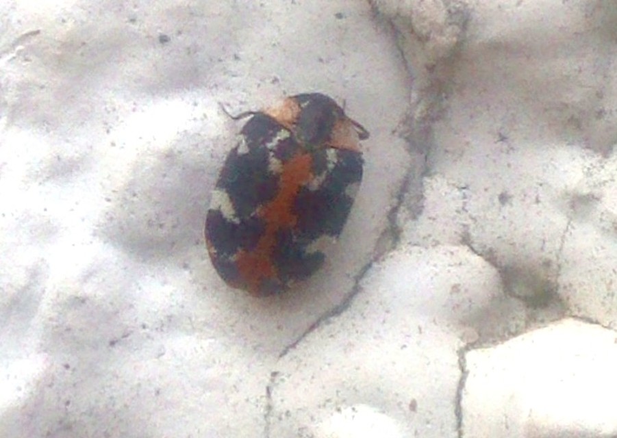 Anthrenus scrophulariae - nagy múzeumbogár
