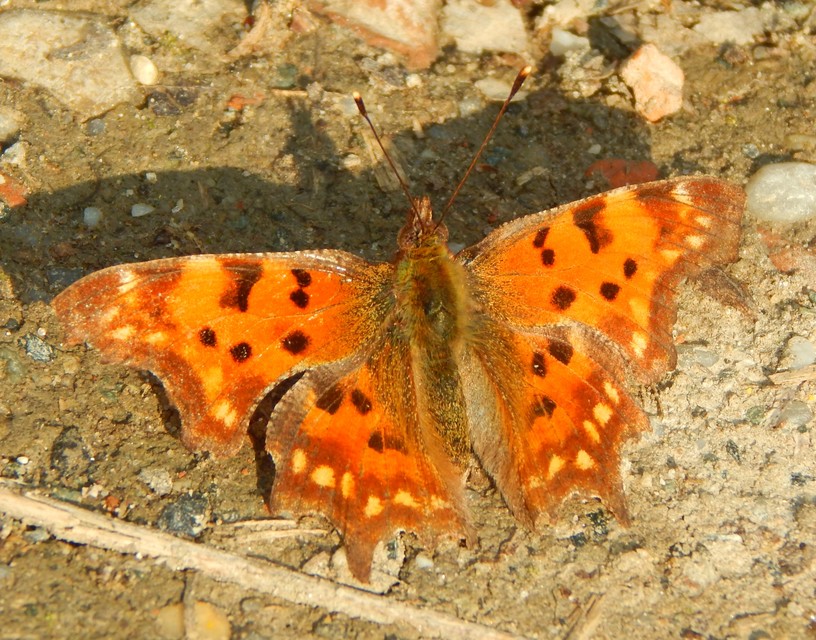 Nymphalis c-album - C-betűs lepke