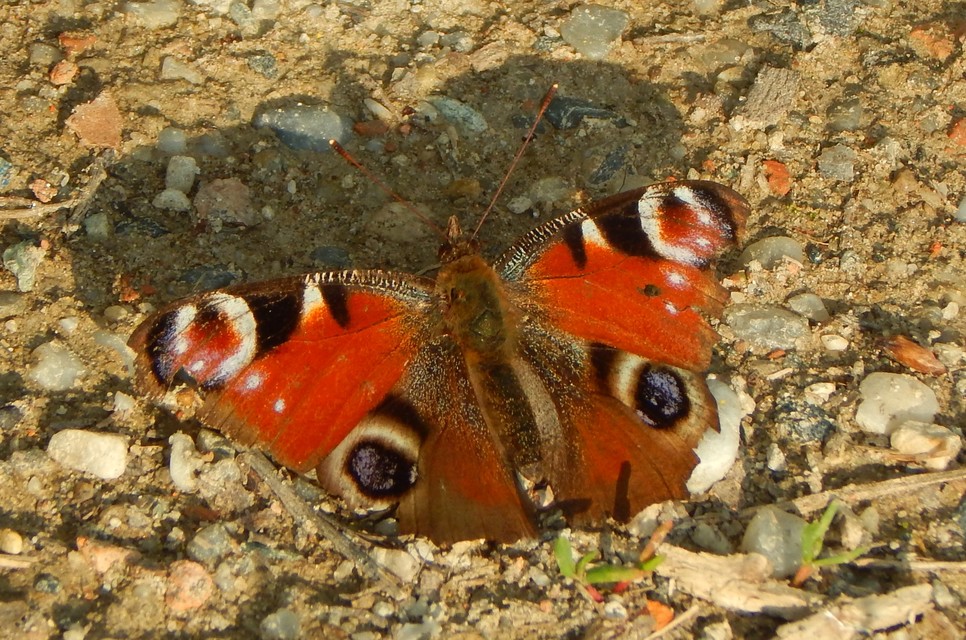 Nymphalis io - nappali pávaszem
