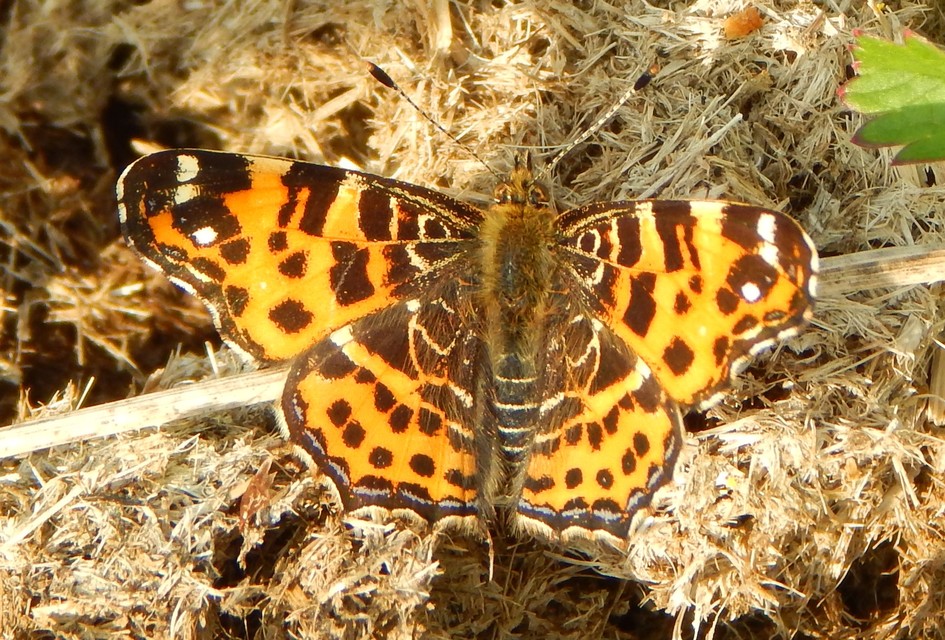 Araschnia levana - pókhálós lepke