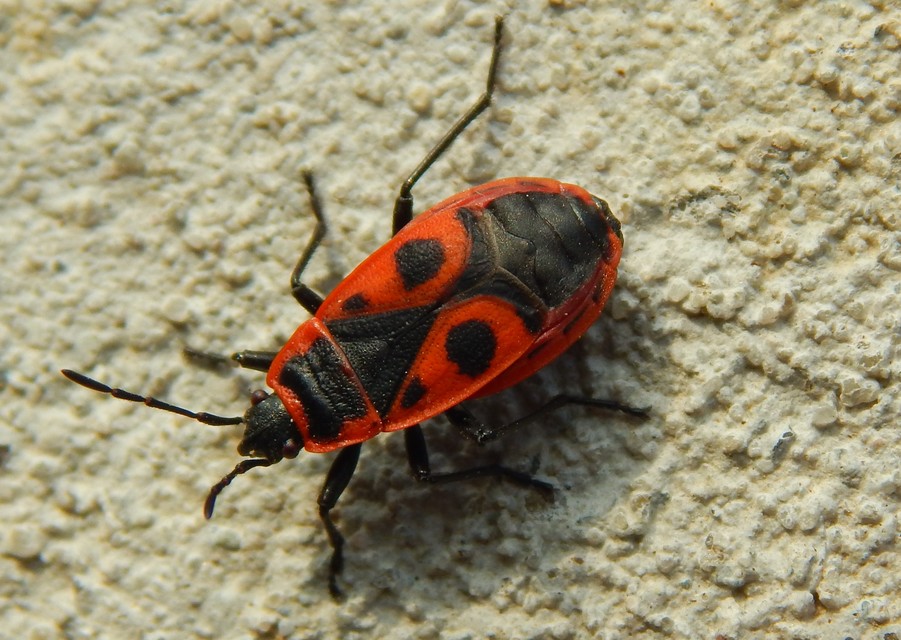 Pyrrhocoris apterus - verőköltő poloska