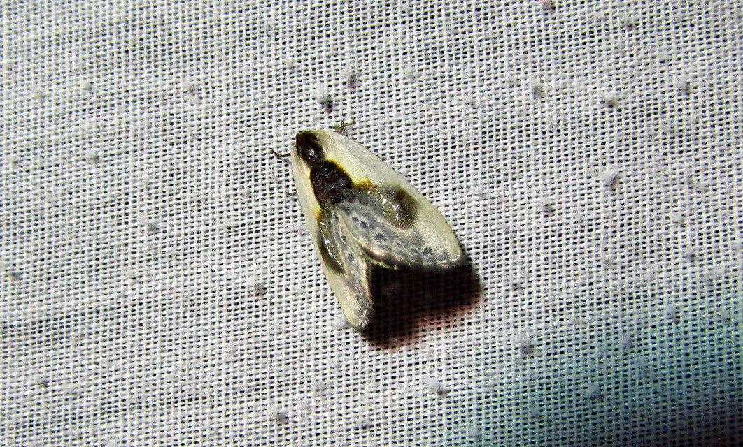 Cilix glaucata - törpe sarlósszövő