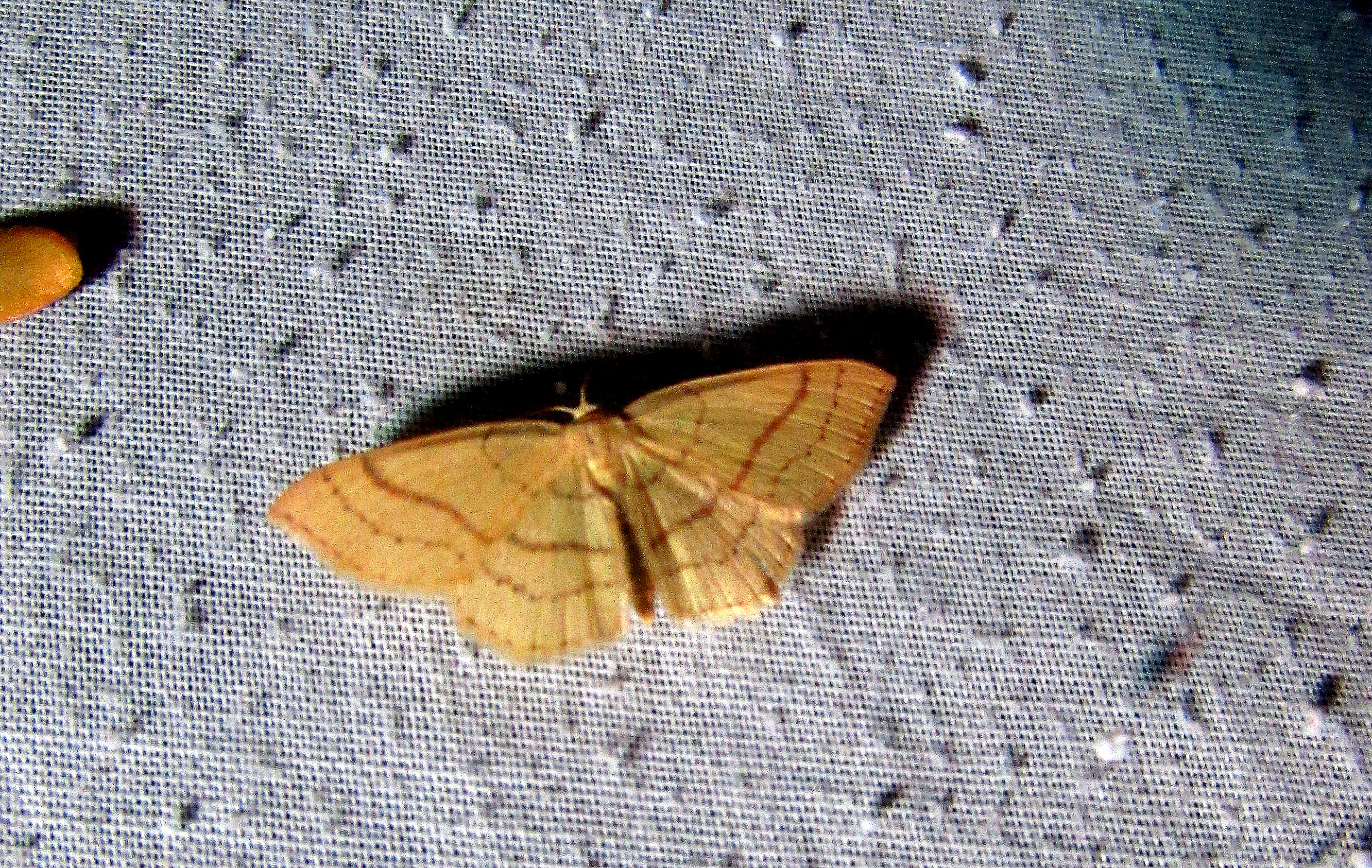 Cyclophora linearia - vonalas pettyesaraszoló