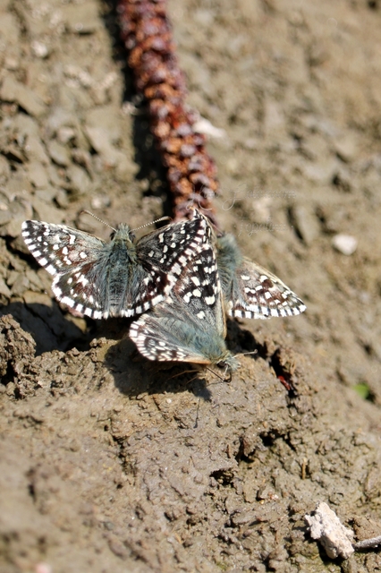Pyrgus malvae - kis busalepke