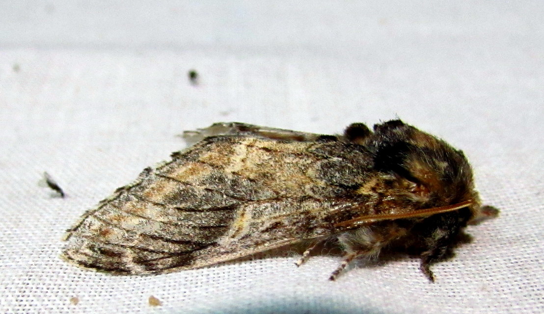 Notodonta tritophus - tarajos púposszövő