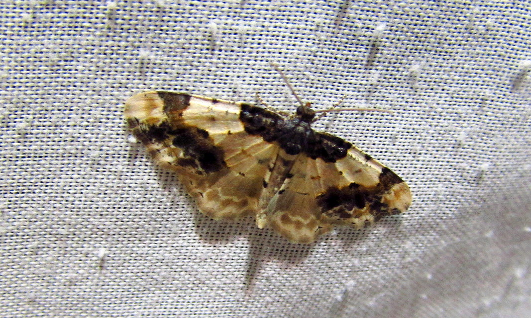 Ligdia adustata - barna levélaraszoló