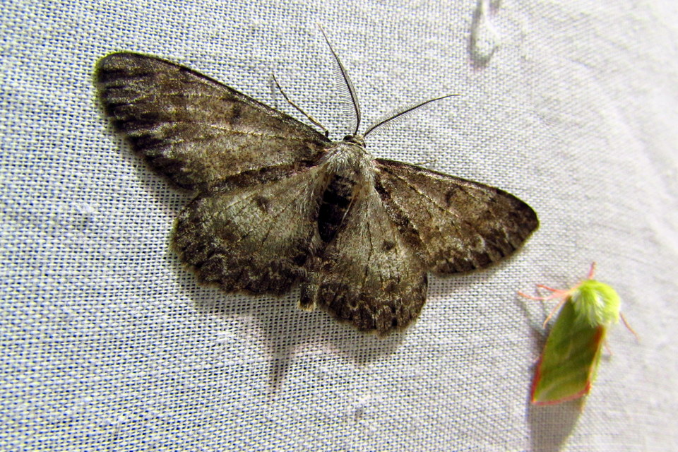 Hypomecis punctinalis - pettyes faaraszoló