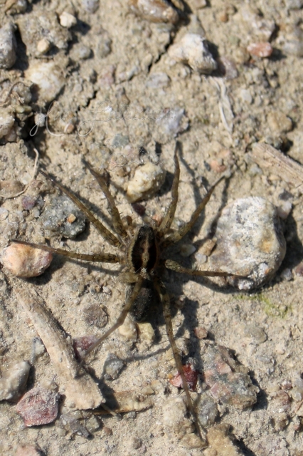 Pardosa