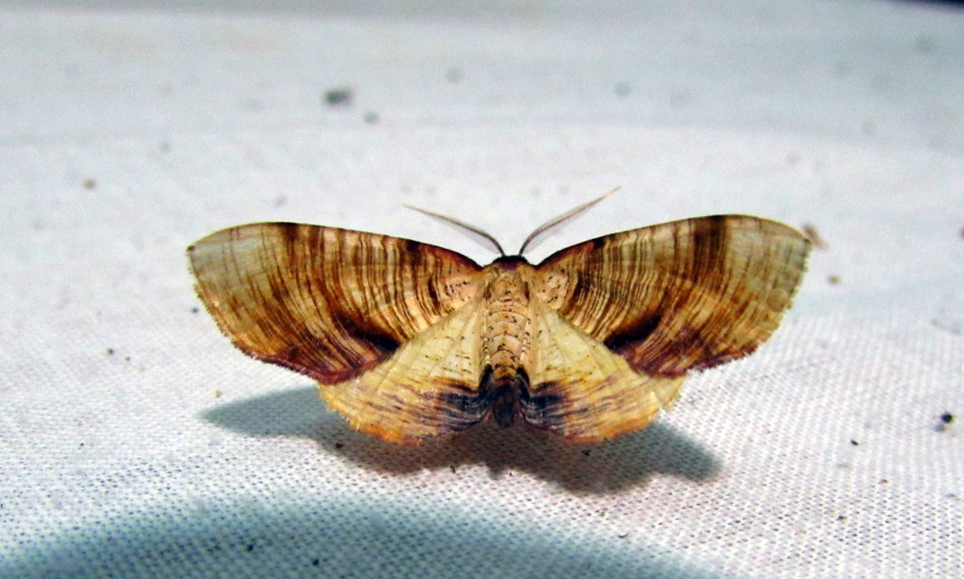 Plagodis dolabraria - baltaszárnyú araszoló