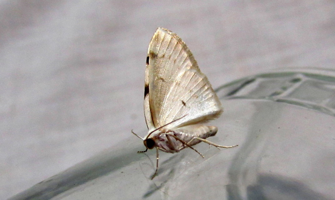 Lomographa bimaculata - kétpontos fehéraraszoló